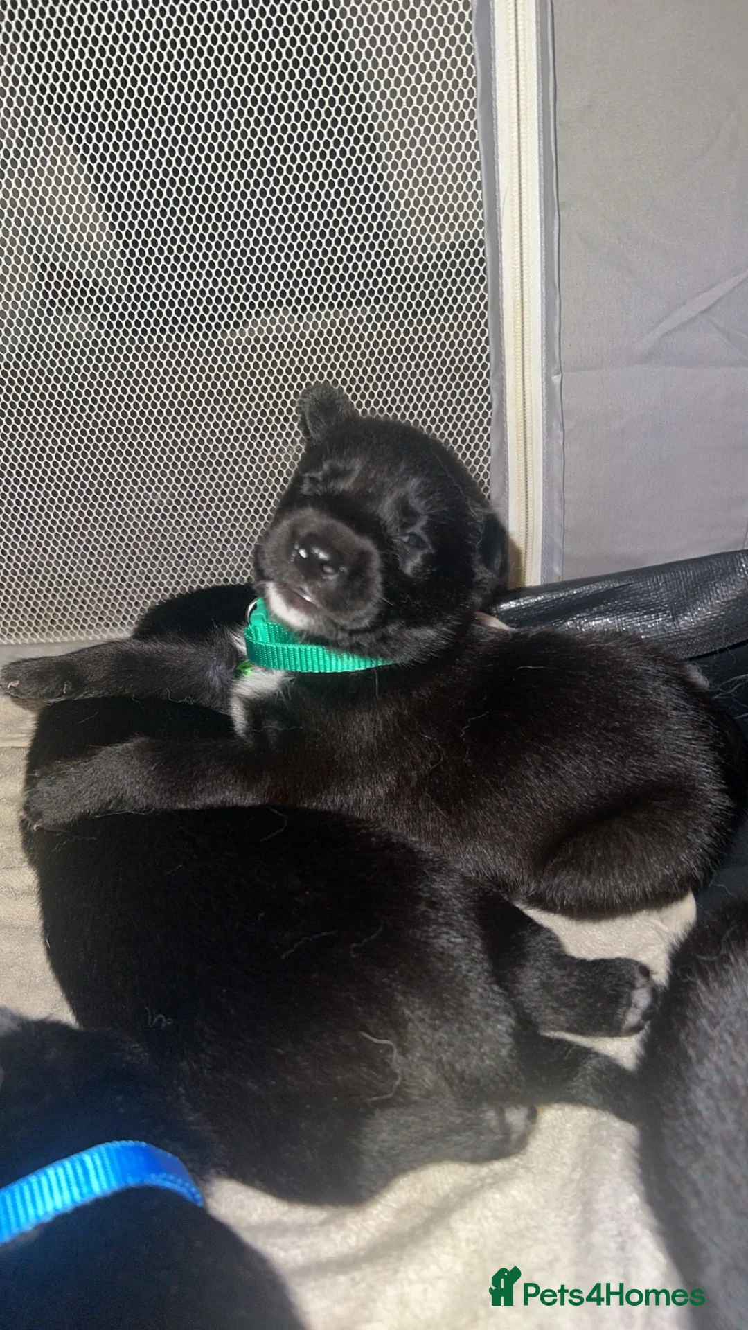 Mixed Breed dogs for sale: Labsky puppies  - Advert 22