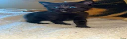 Mixed Breed cats for sale: Stunning ragdoll mix kittens - Advert 9