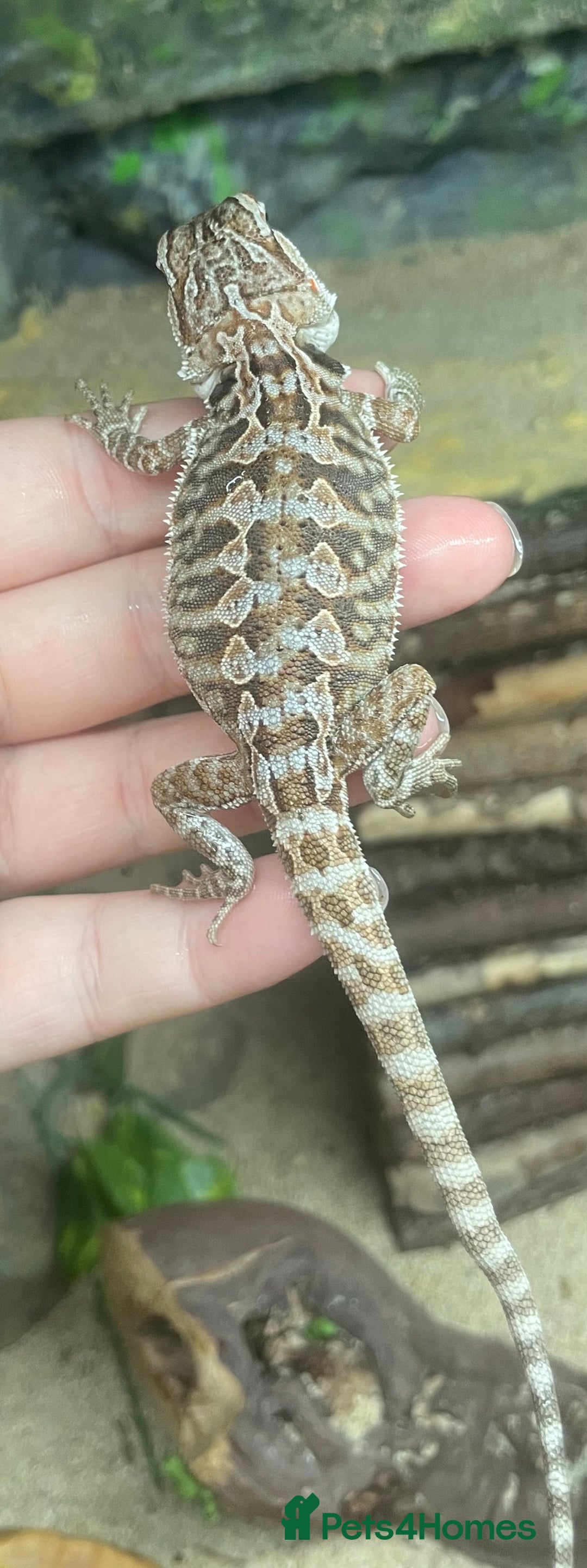 Bearded Dragon reptiles for sale: !!!3 Left!!! Baby Red Leatherback Bearded Dragons - Image 8