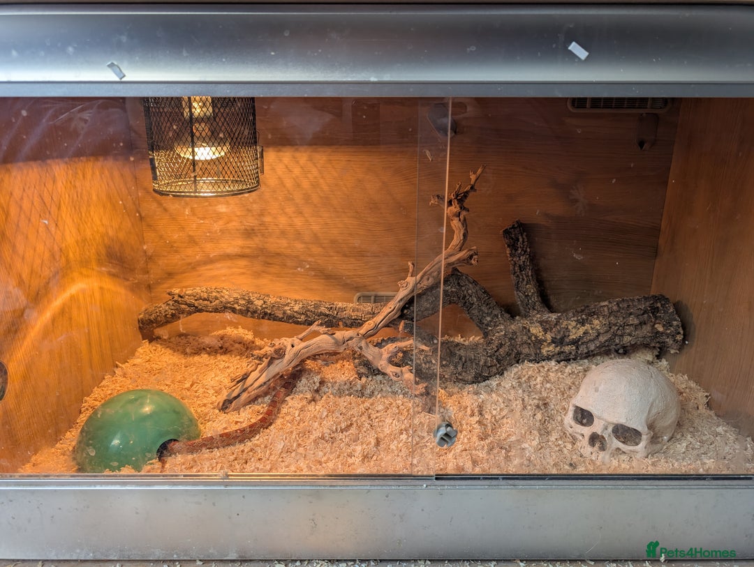 Corn Snake reptiles for sale: Cornsnake  with vivarium - Image 5