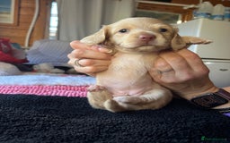 Dachshund dogs for sale:  Cream long haired miniature Dachshund - Image 14