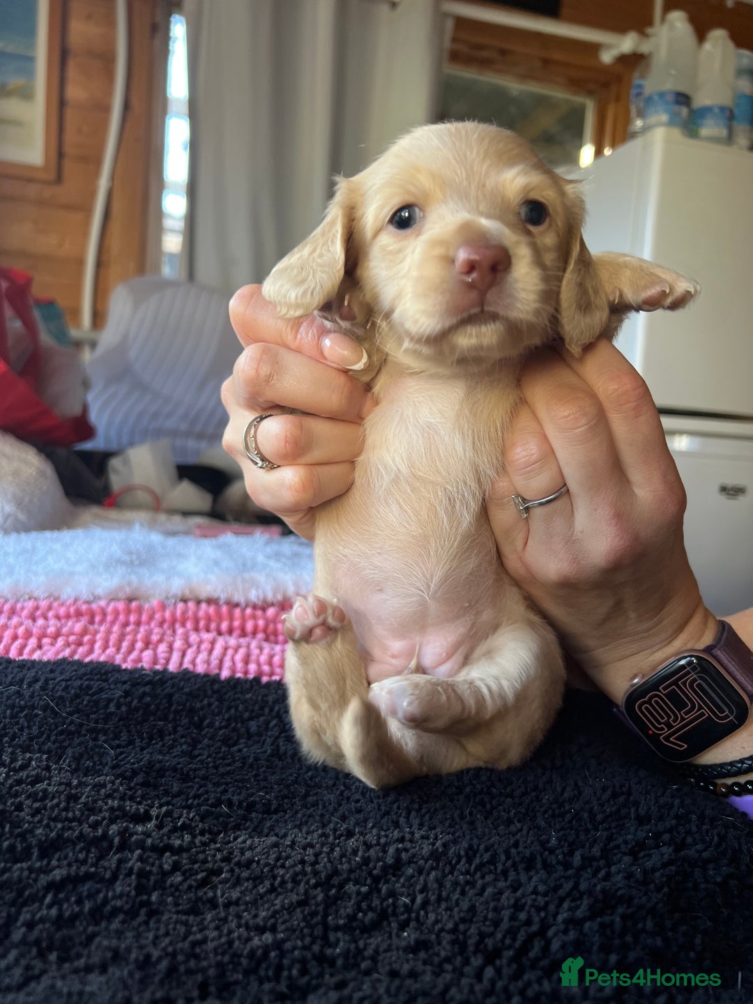 Dachshund dogs for sale:  Cream long haired miniature Dachshund - Image 14