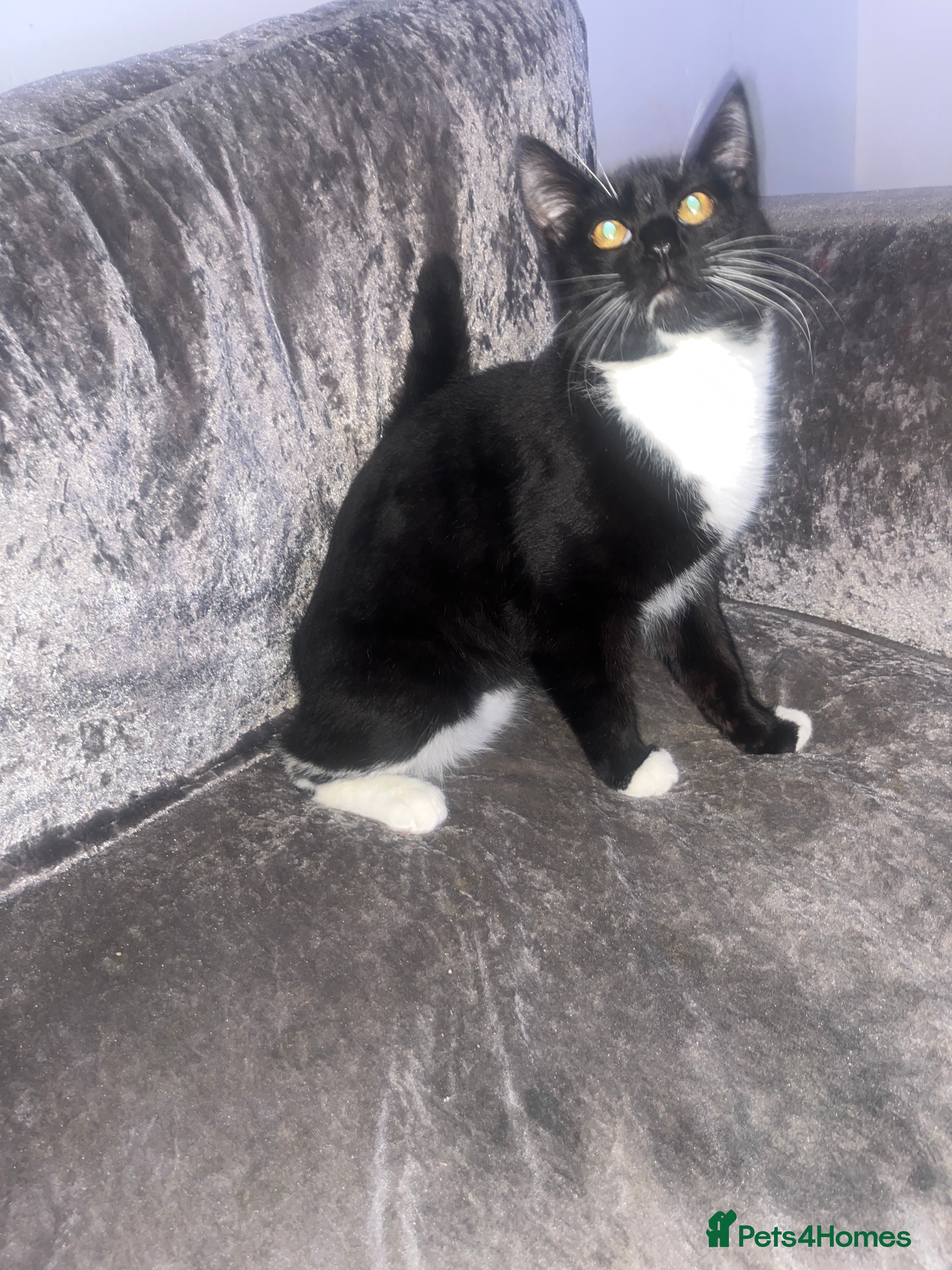 Domestic Shorthair cats 2 brothers  - Advert 1