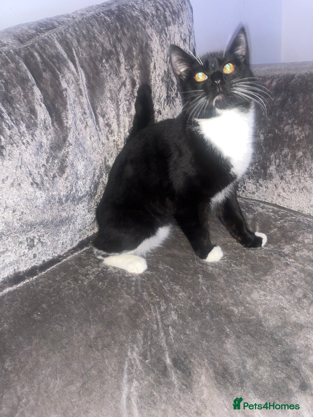 Domestic Shorthair cats for sale: 2 brothers  - Advert 1