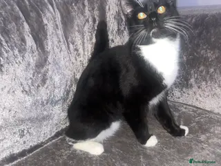 Domestic Shorthair cats 2 brothers - Advert 11