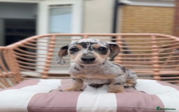Miniature Dachshund dogs for sale: KC Registered Gorgeous Silver & Tan Dapple Girl  - Image 1