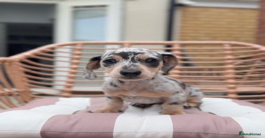 Miniature Dachshund dogs - Advert 10