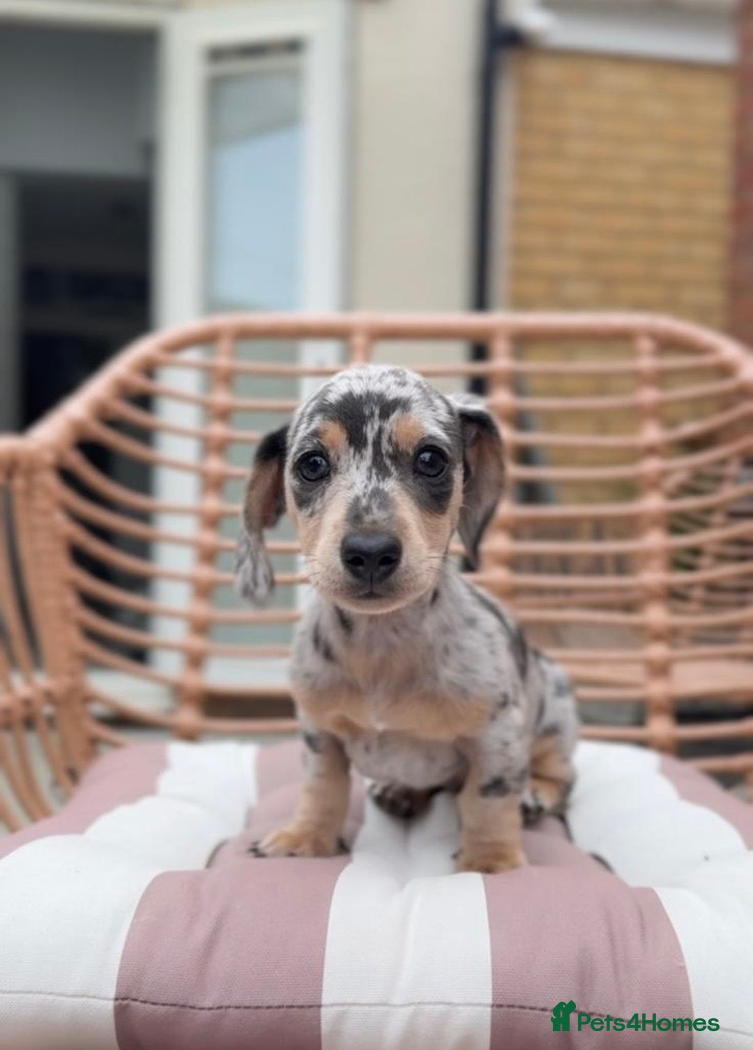 Miniature Dachshund dogs for sale: KC Registered Gorgeous Silver & Tan Dapple Girl  - Image 1