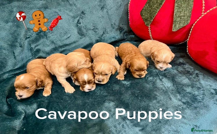 Cavapoo dogs ✨Beautiful Toy Cavapoo Puppies KC Reg parents✨ - Advert 1