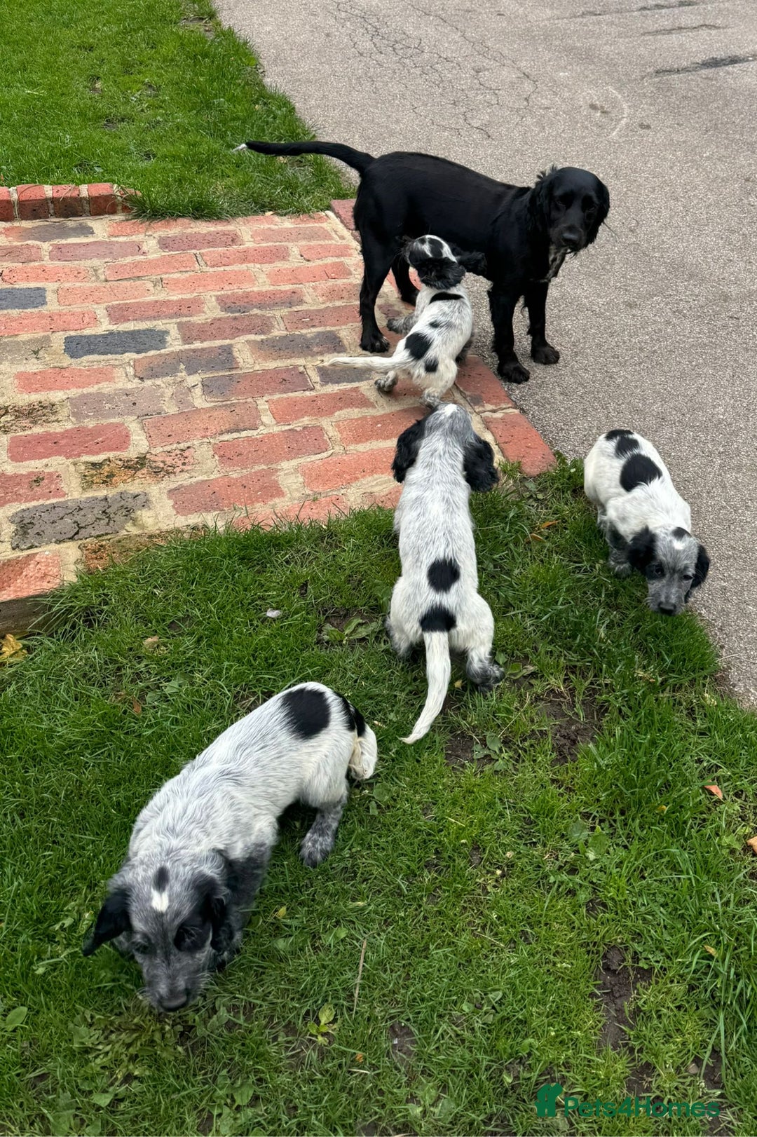 Cocker Spaniel dogs for sale: Cocker spaniel pups looking for there forever home - Image 13