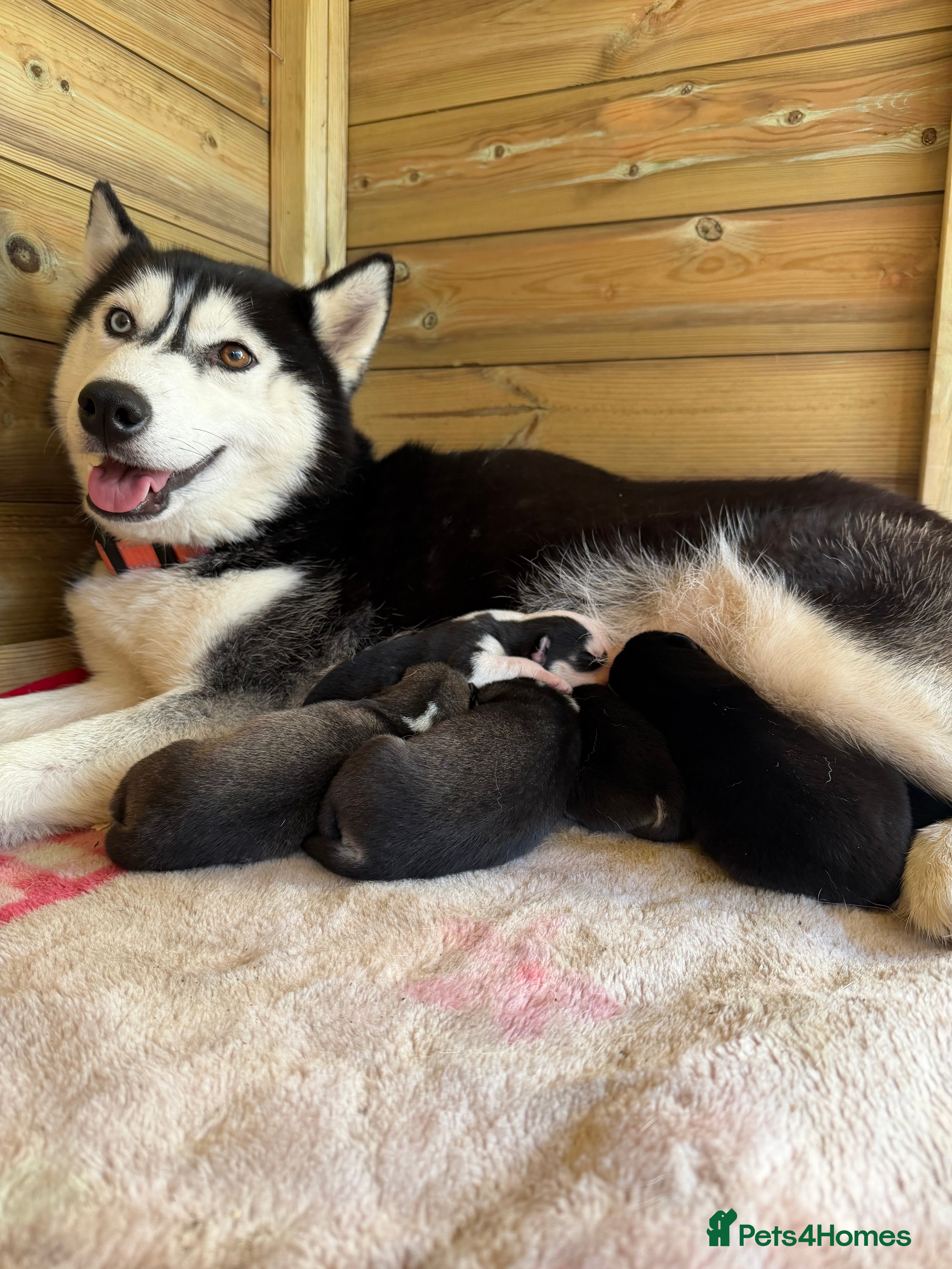 Siberian Husky dogs Amazing Pure Siberian Husky Puppies - Advert 8