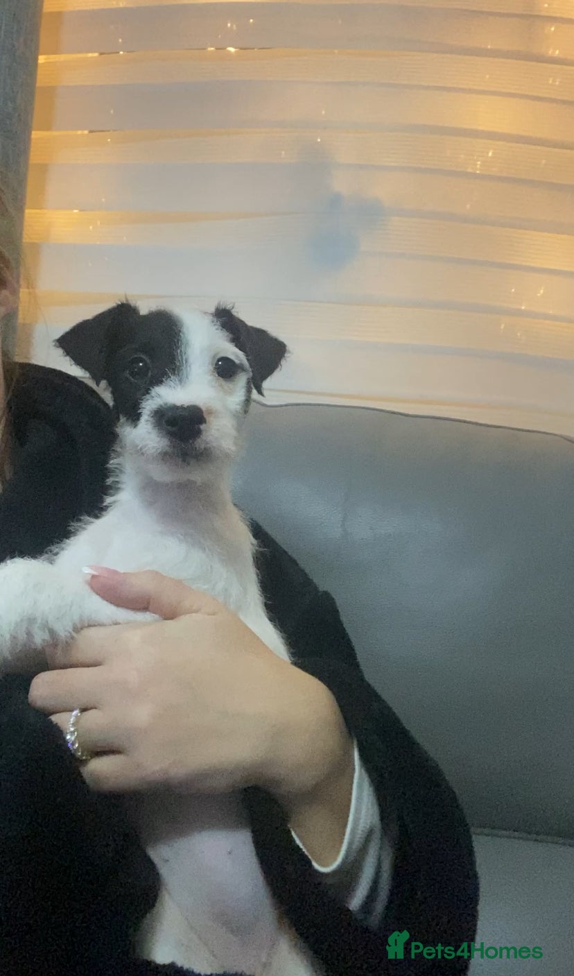 Parson Russell dogs Kc Champion Bred Parson Pups Crufts winning lines  - Advert 1