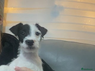 Parson Russell dogs Kc Champion Bred Parson Pups Crufts winning lines - Advert 5