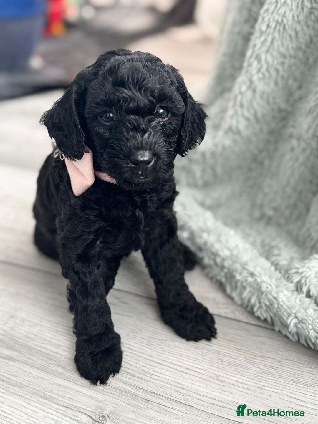 Mini Goldendoodle dogs for sale: A Bundle of Joy F1BB Mini Goldendoodle - Image 6