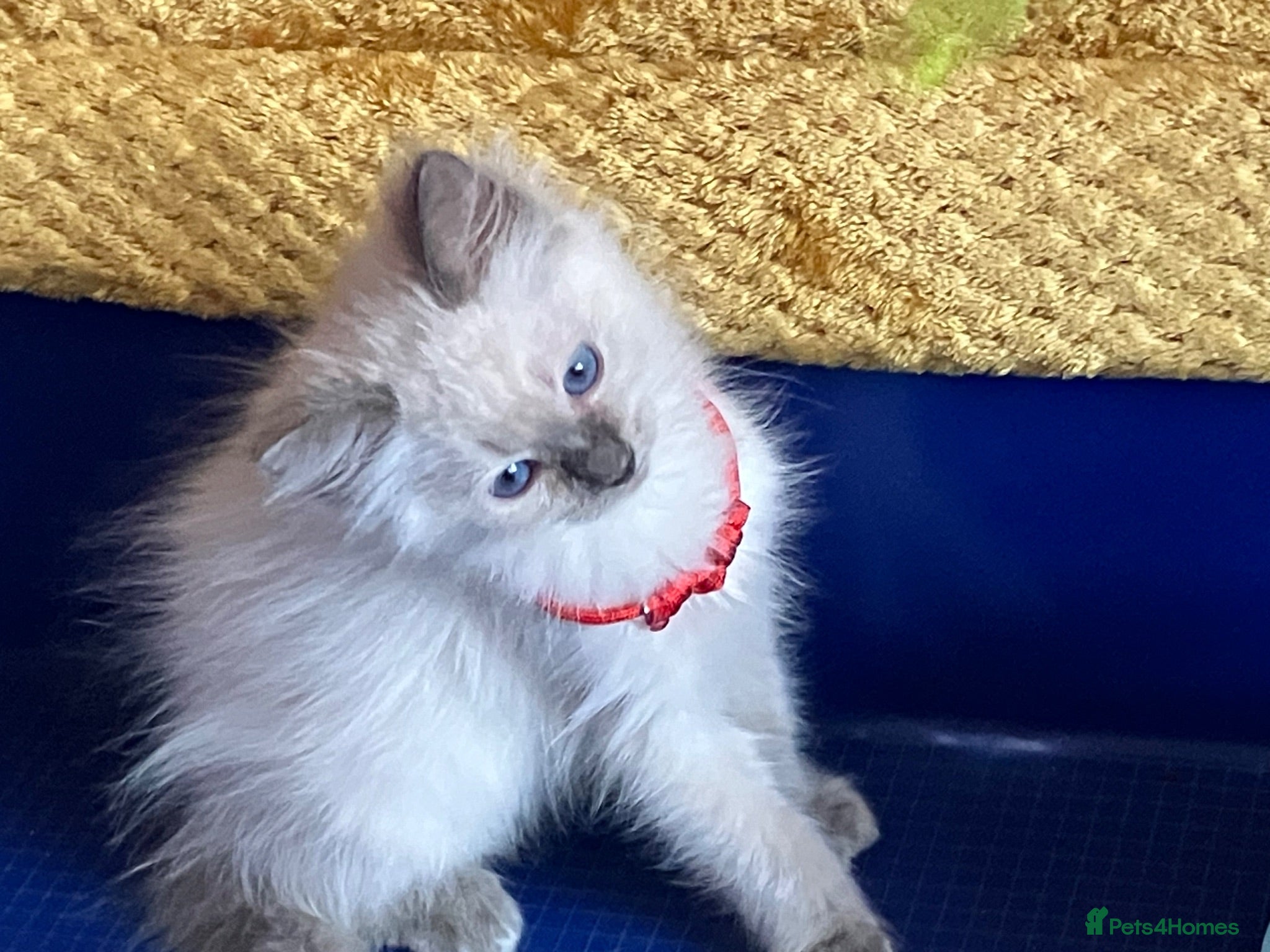 Ragdoll cats GCCF Сhampion Bloodline Ragdoll 5 GenPedigree 🏆🌟 - Advert 2