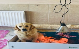 Golden Retriever dogs for sale: Health tested parents - Image 5