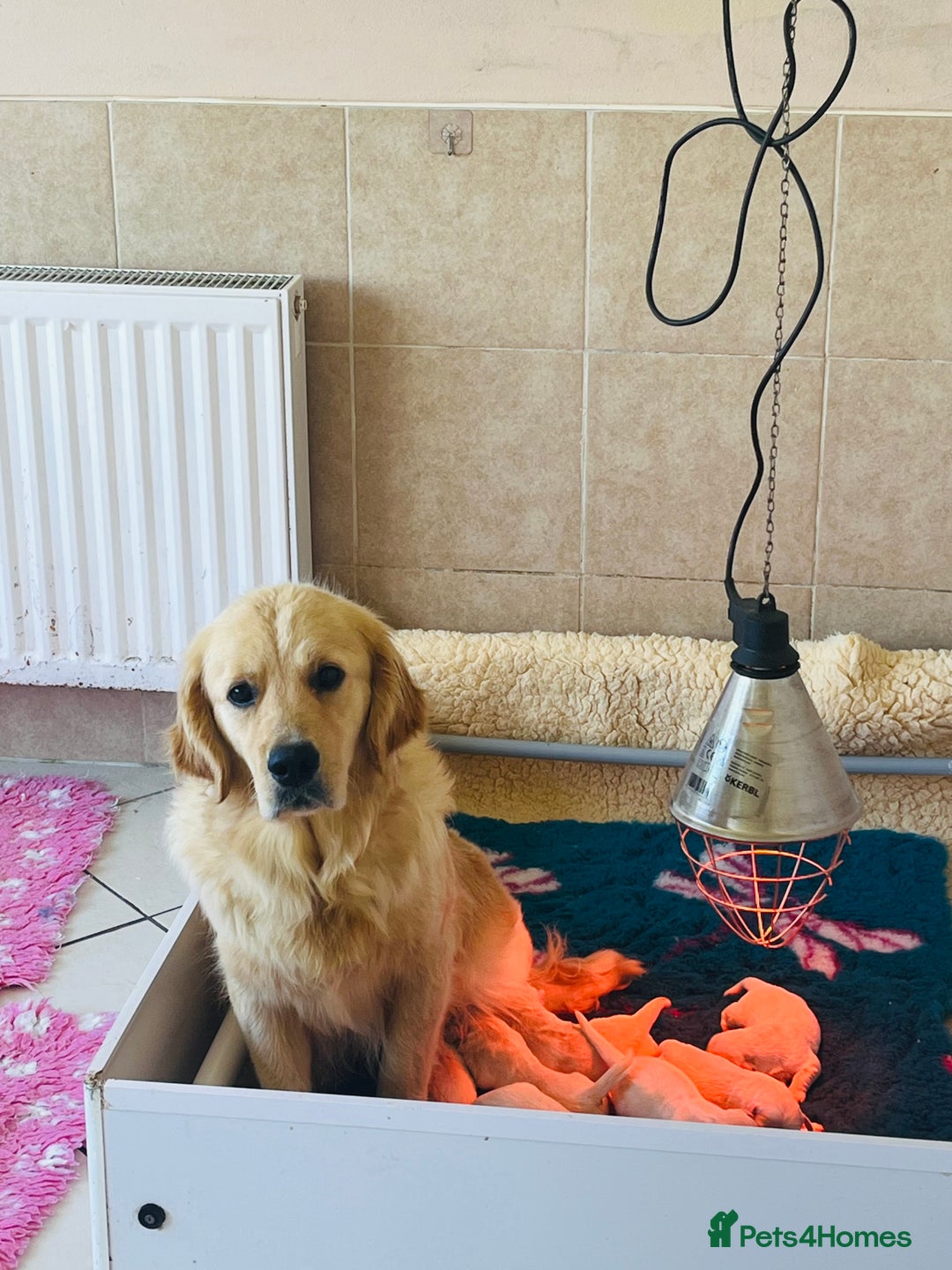 Golden Retriever dogs for sale: Health tested parents - Image 5