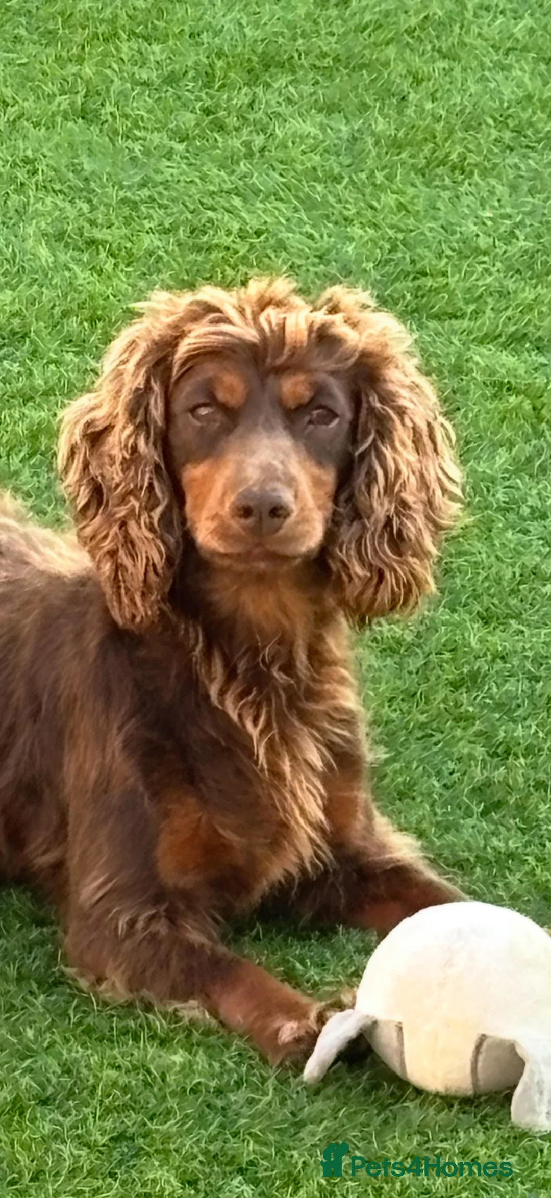 Cocker Spaniel dogs for sale: Tri coloured cocker spaniel puppies  - Advert 2