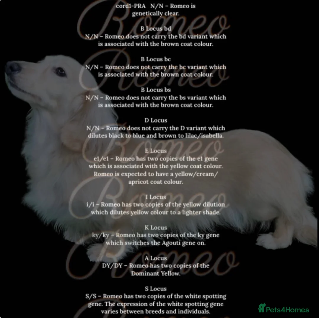 Miniature Dachshund dogs for stud: True Pure English Cream longhaired (ee ii DYDY ss) in Upminster - Advert 2