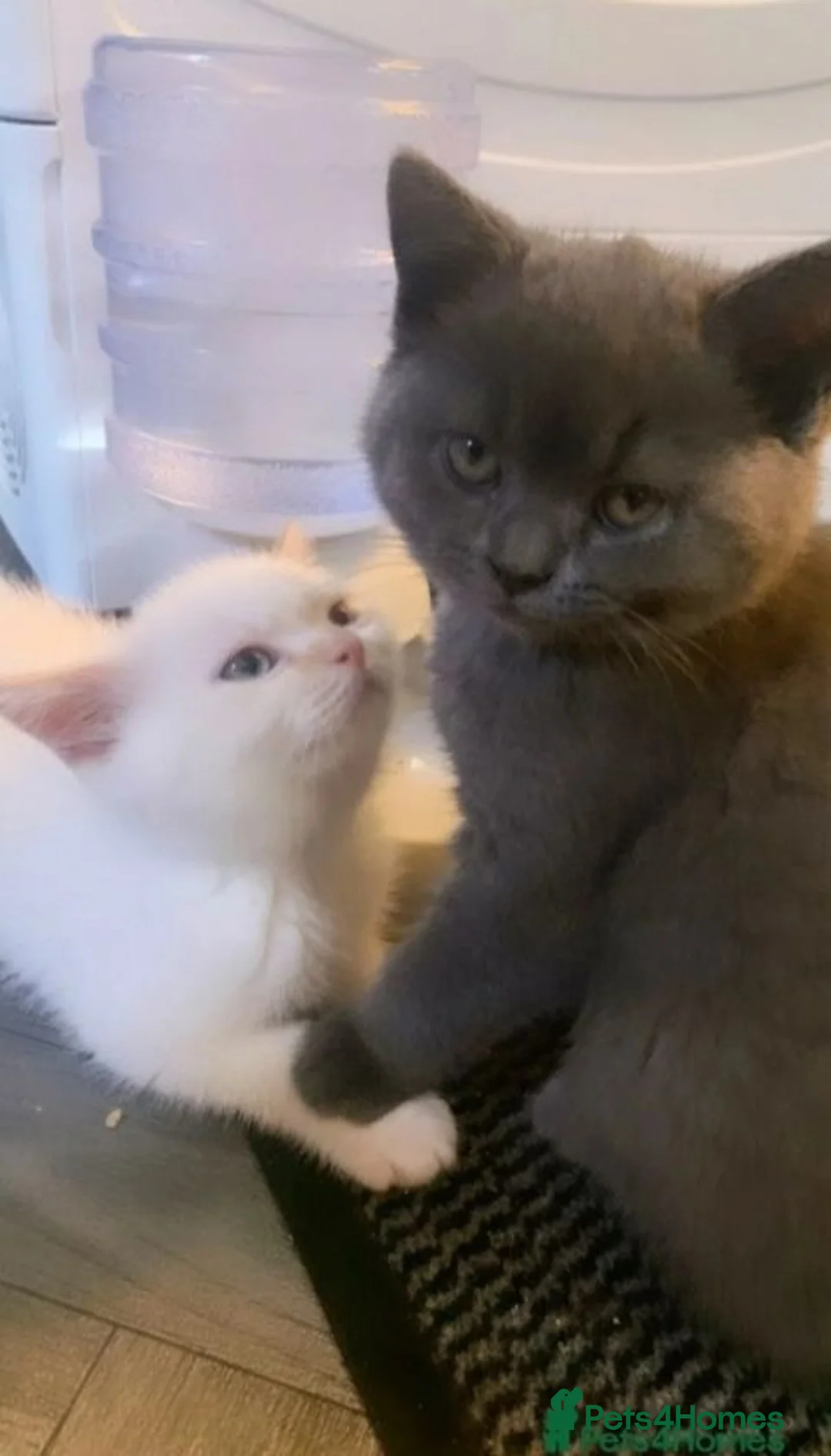British Shorthair cats for sale: British short haired x kittens for sale - Advert 2