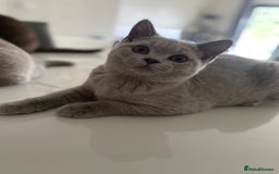 British Shorthair cats for sale: 🐾 TOP QUALLITY LILAC BSH reg GCCF purebred 🐾 - Image 12