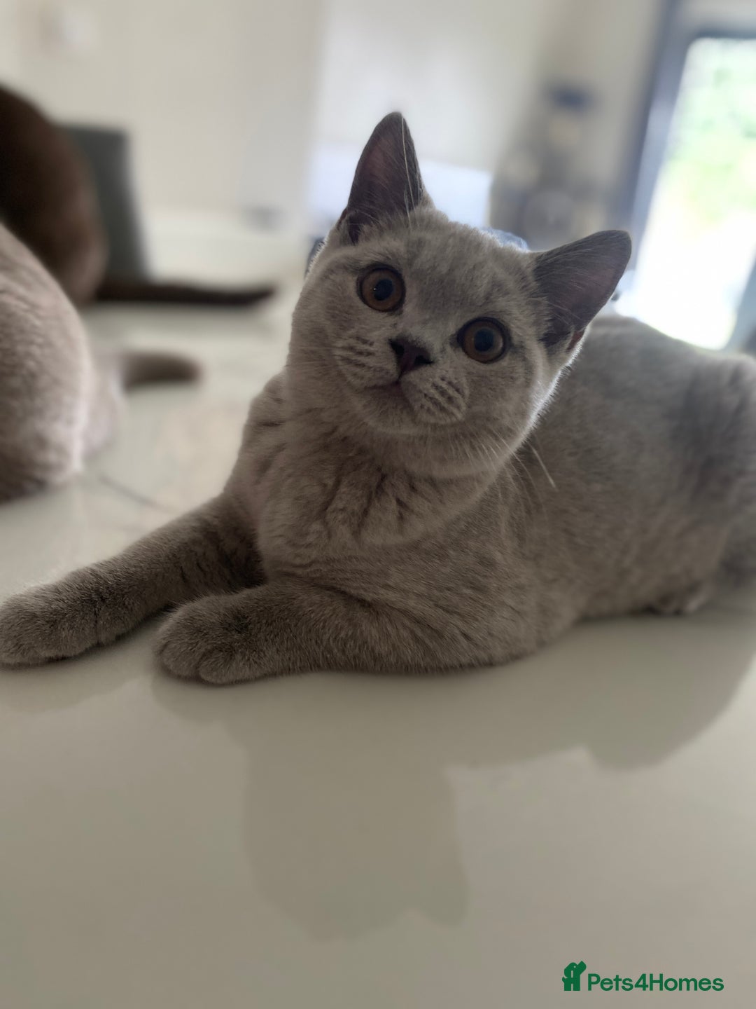 British Shorthair cats for sale: 🐾 TOP QUALLITY LILAC BSH reg GCCF purebred 🐾 - Image 12