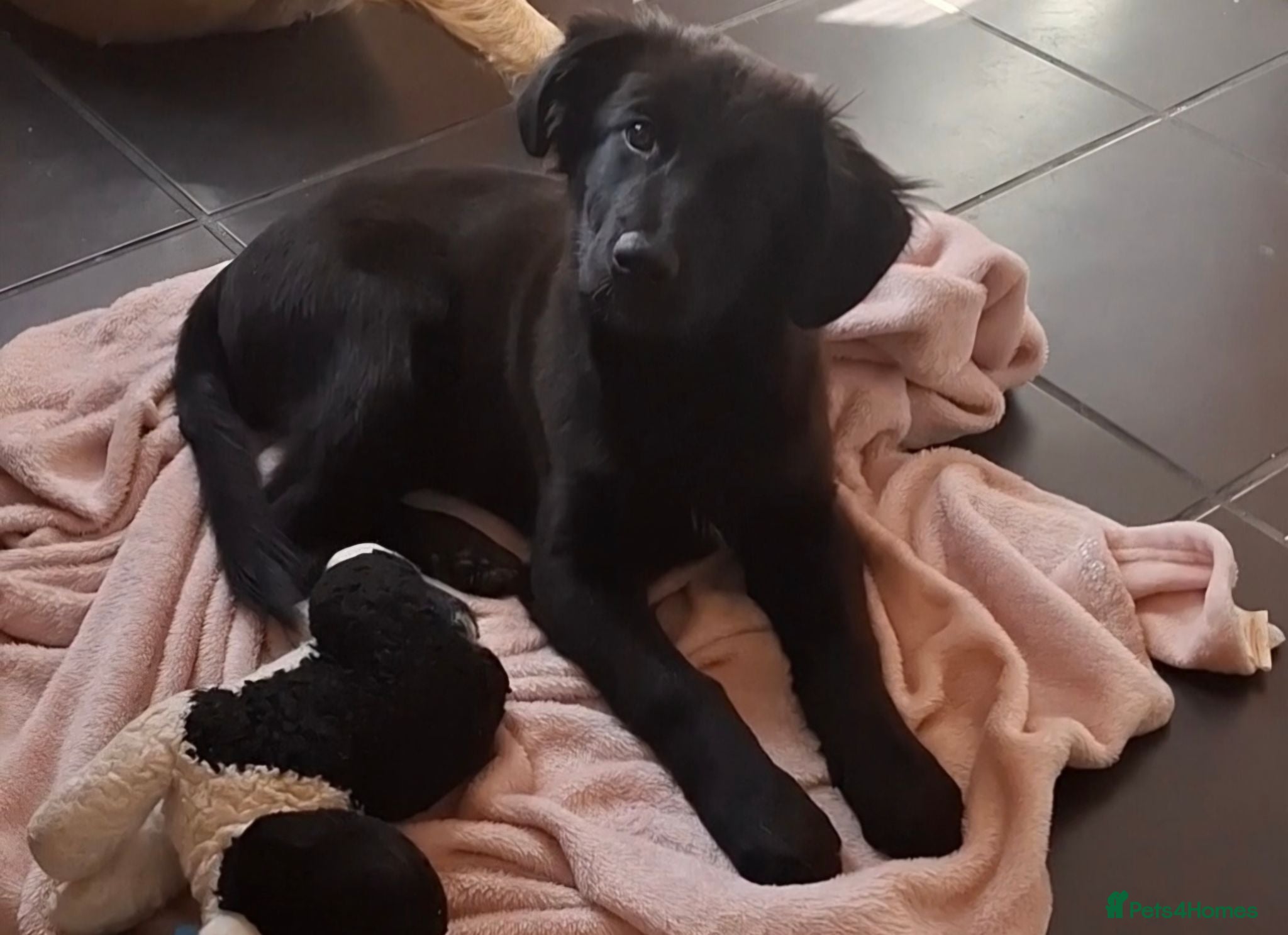 Sheprador dogs Female puppy German Shepherd × Labrador  - Advert 10