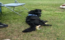 Cocker Spaniel dogs for sale: 9 Month old Puppy - Cocker Spaniel  - Image 6
