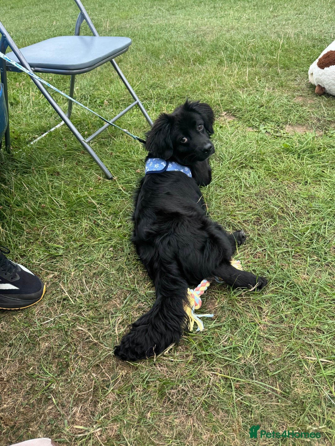 Cocker Spaniel dogs for sale: 9 Month old Puppy - Cocker Spaniel  - Image 6