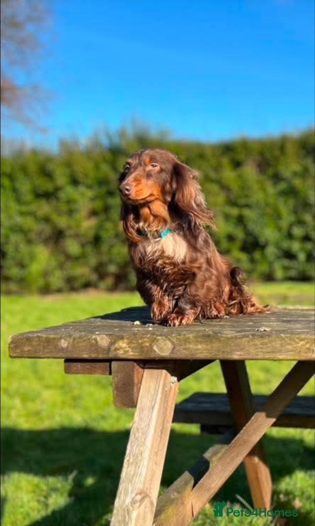 Miniature Dachshund dogs for sale: Kc Reg Long Haired Miniture Dachshund Puppies - Image 14