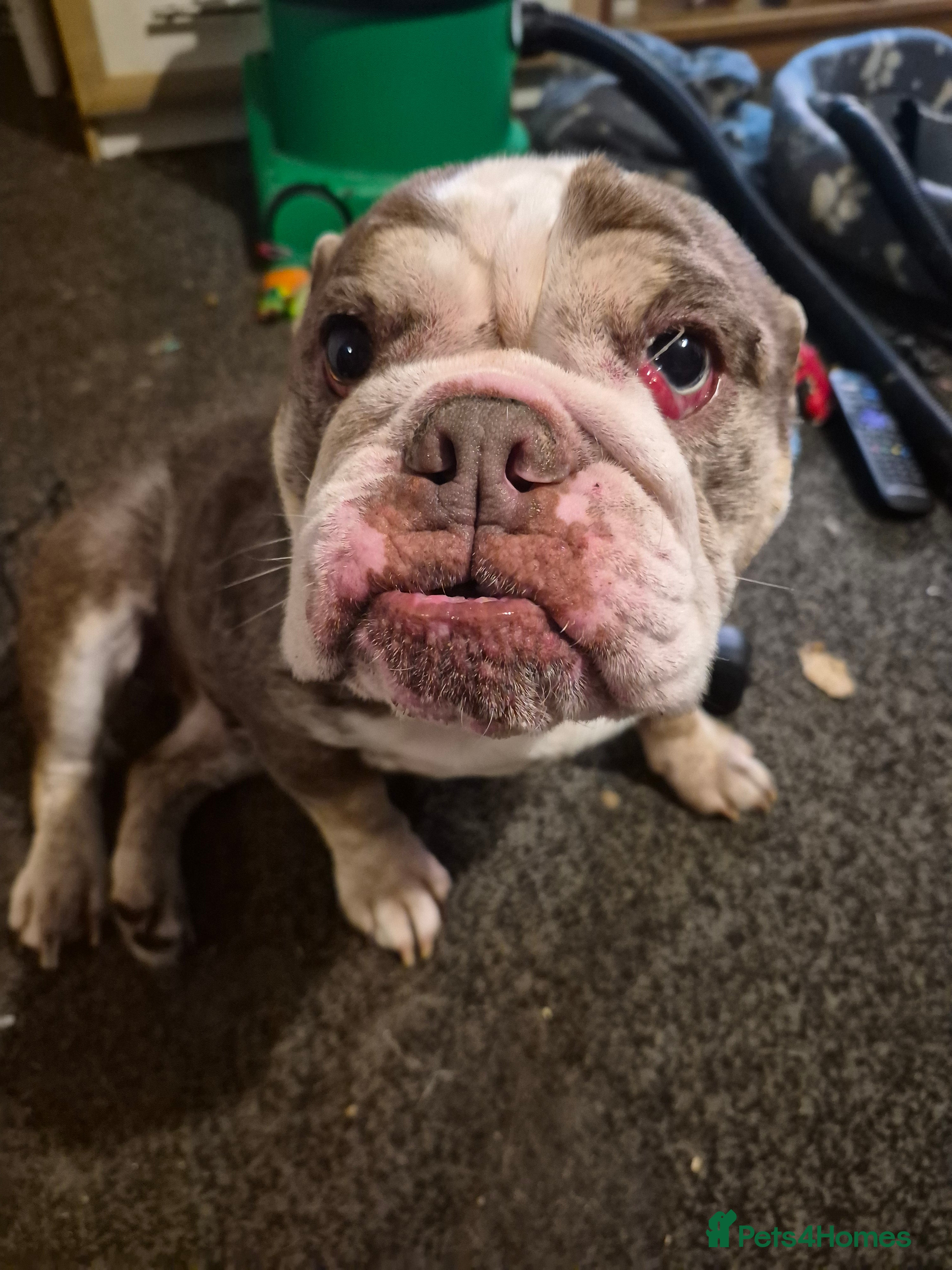 English Bulldog dogs Cookie - Advert 2