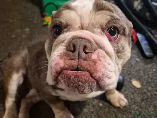 English Bulldog dogs Cookie - Advert 2