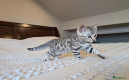 Bengal cats for sale: 🤍🩶🖤 Beautiful Bengal Kittens 🖤🩶🤍 - Image 17