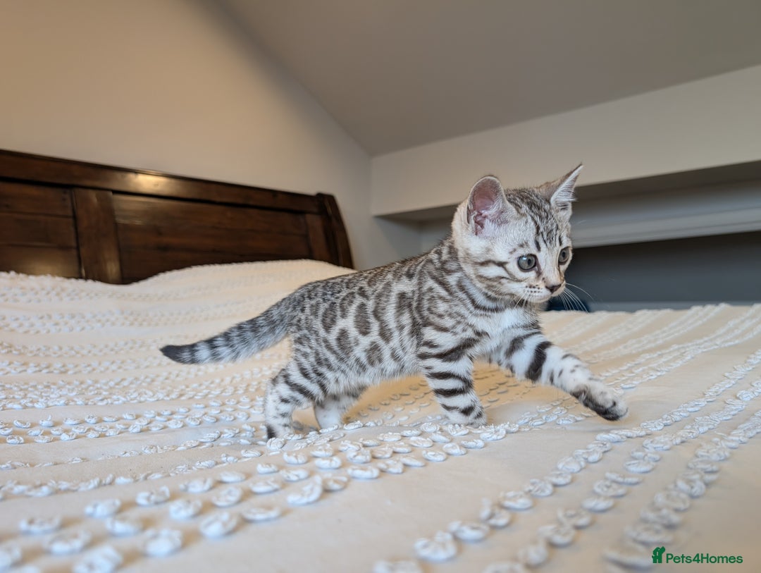 Bengal cats for sale: 🤍🩶🖤 Beautiful Bengal Kittens 🖤🩶🤍 - Image 17