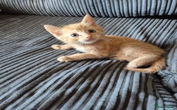 British Shorthair cats for sale: Fluffy kittens - Image 4