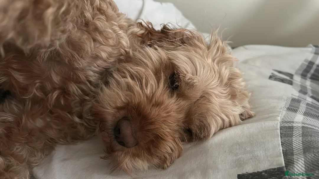 Cockapoo dogs for sale: Beautiful 6year old cockerpoo - Advert 1