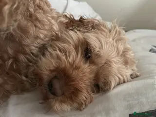 Cockapoo dogs Beautiful 6year old cockerpoo - Advert 2