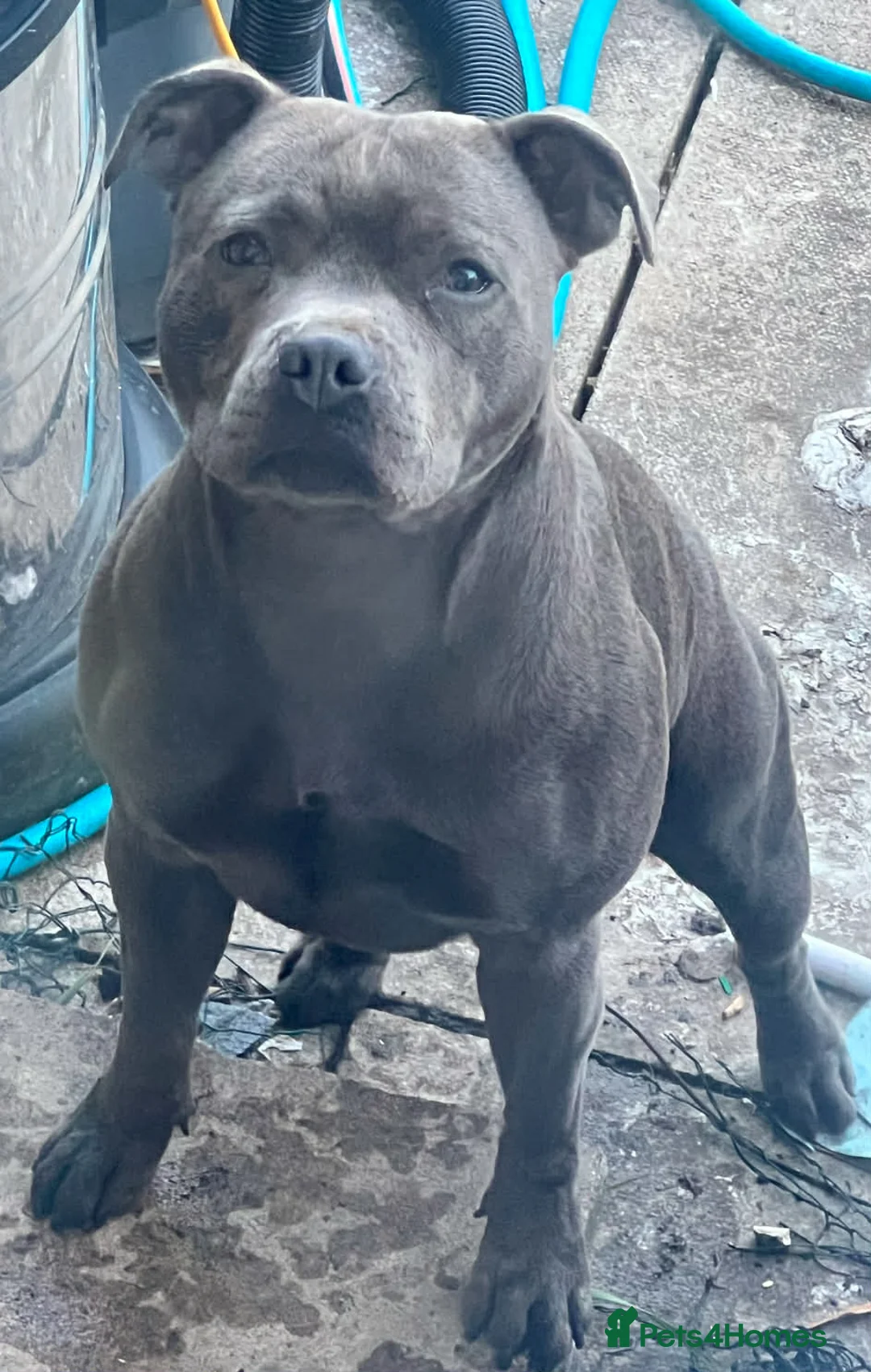 Staffordshire Bull Terrier dogs for sale: Staffordshire Bull  - Advert 6