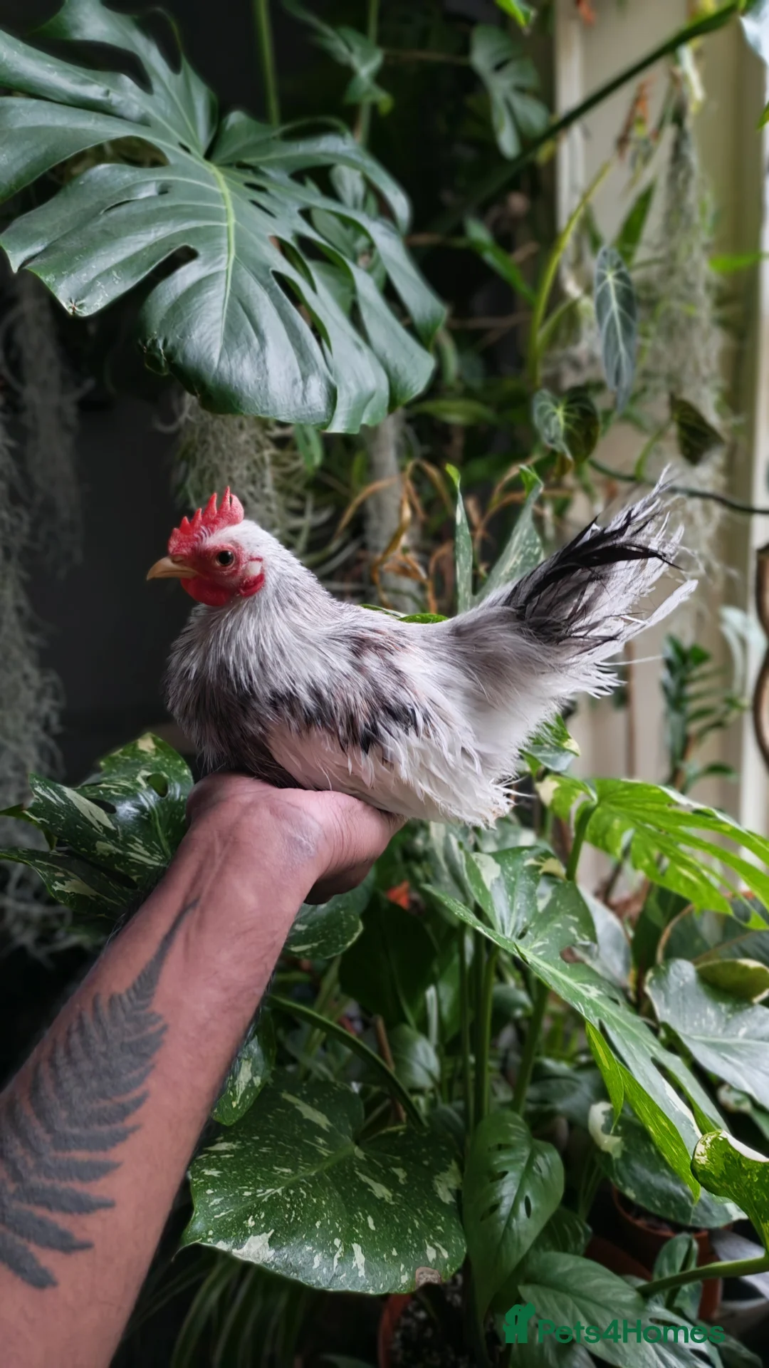 Chickens poultry for sale: Silkie Serama Chicken  - Advert 2