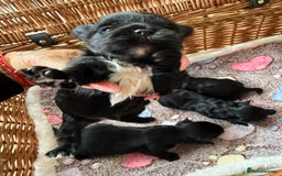 Yorkshire Terrier dogs for sale: Black Onyx Yorkie ready to Reserve 🖤 - Image 12