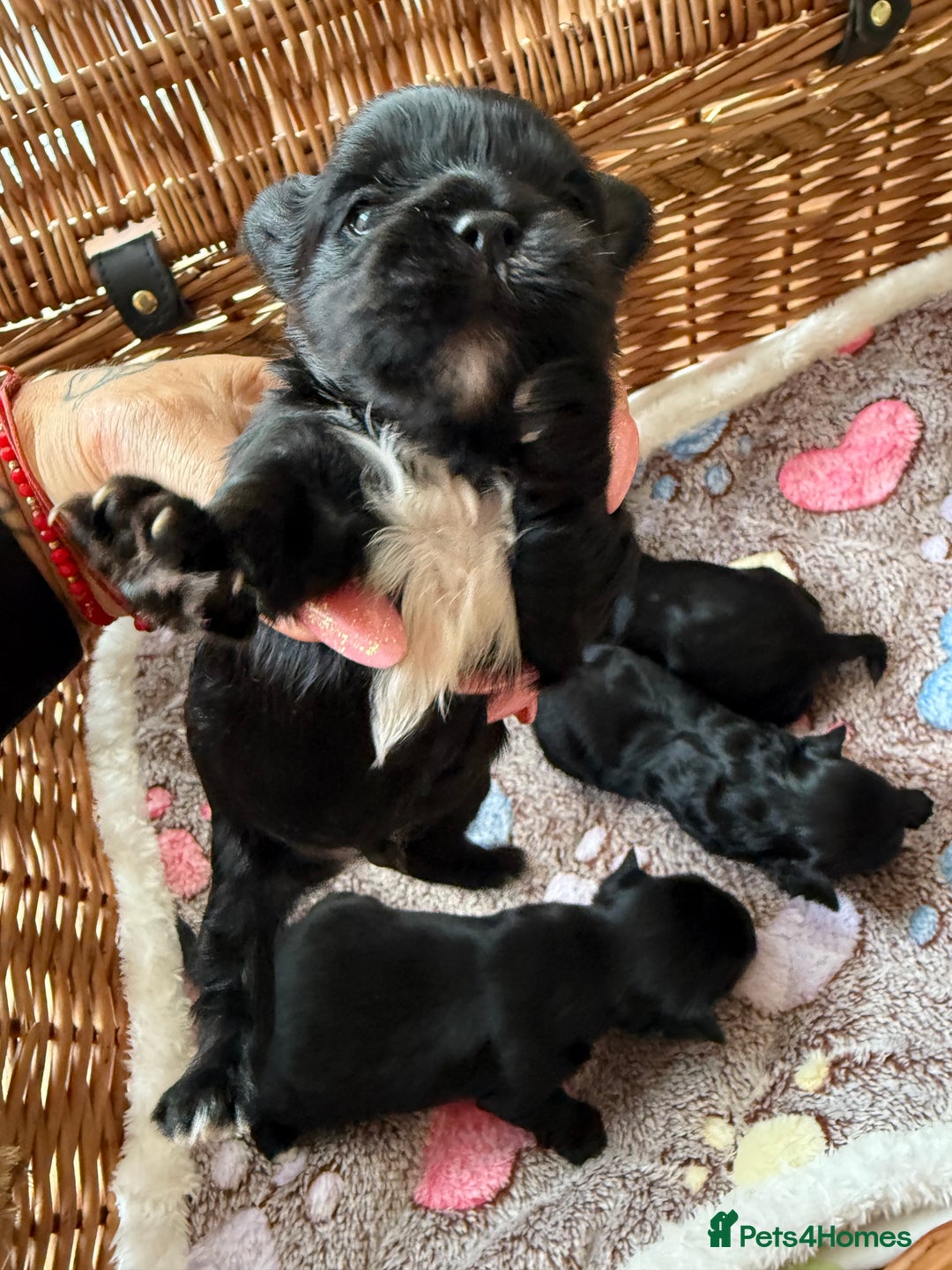 Yorkshire Terrier dogs for sale: Black Onyx Yorkie ready to Reserve 🖤 - Image 12