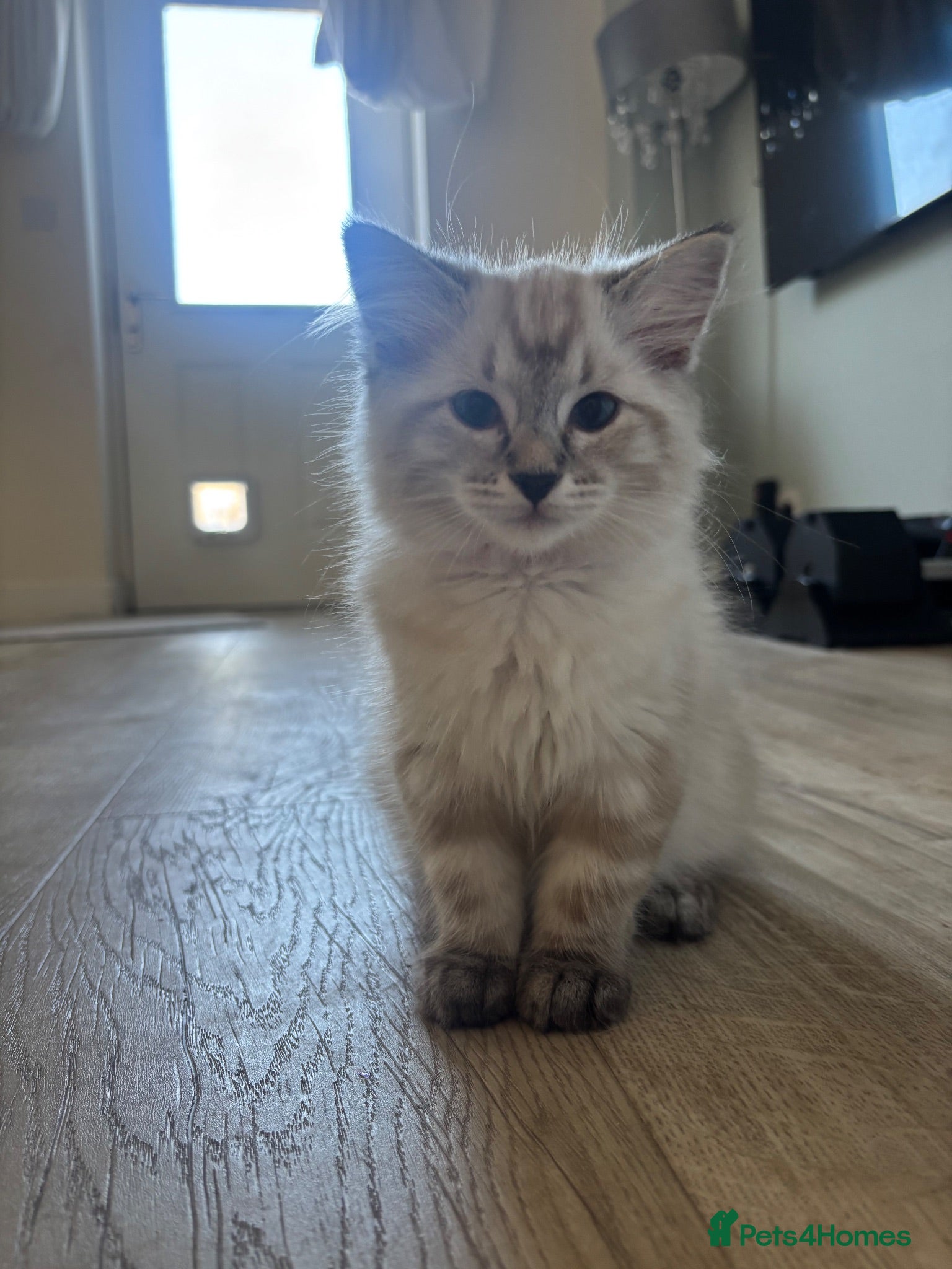 Ragdoll cats ✨ Ready now ✨ Ragdoll Siberian Kittens - Advert 1