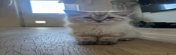 Ragdoll cats for sale: ✨ Ready now ✨ Ragdoll Siberian Kittens - Advert 1