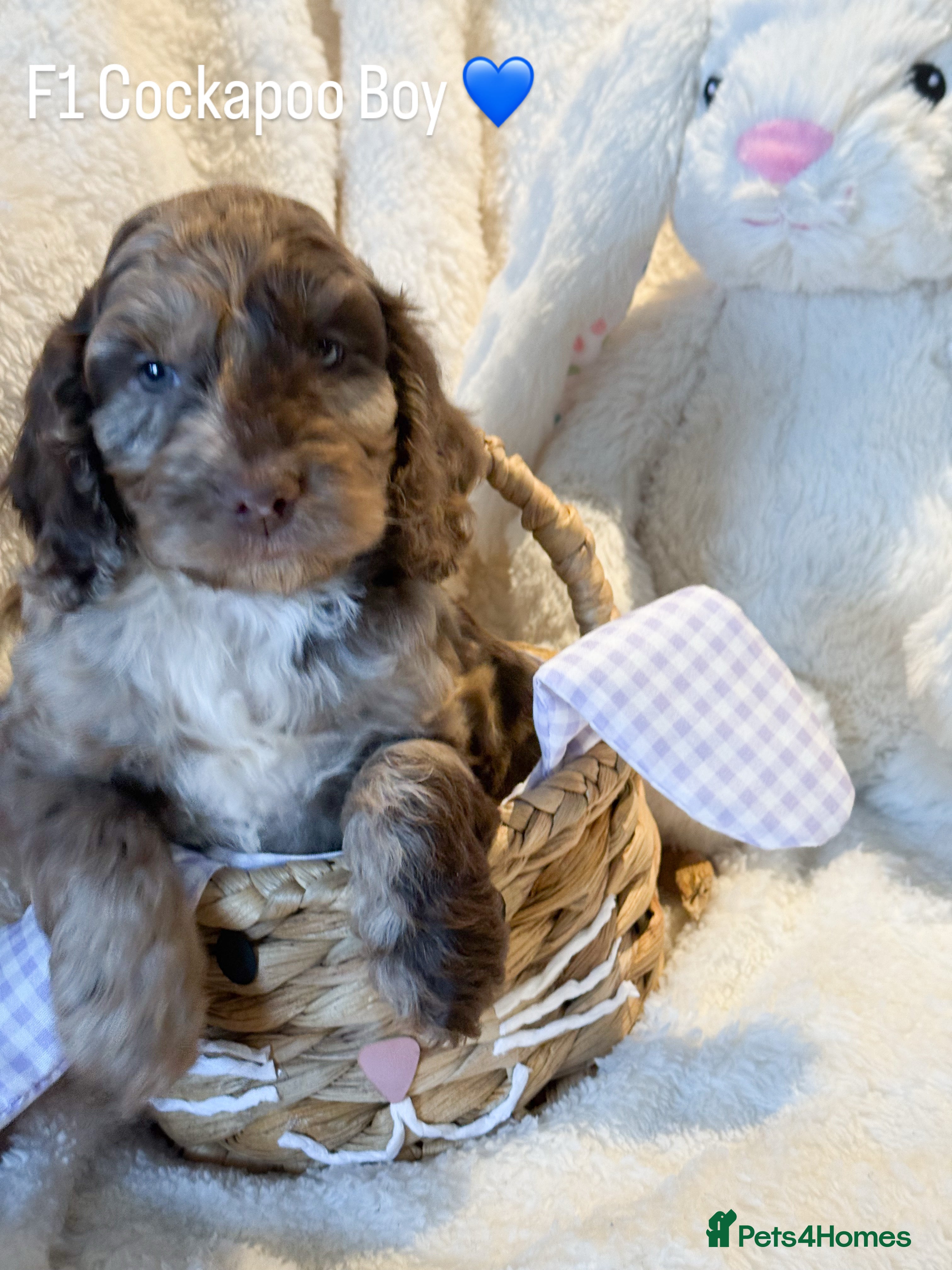 Cockapoo dogs F1 Show Cockapoo’s - Advert 4