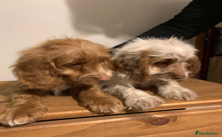 Cockapoo dogs - Advert 11