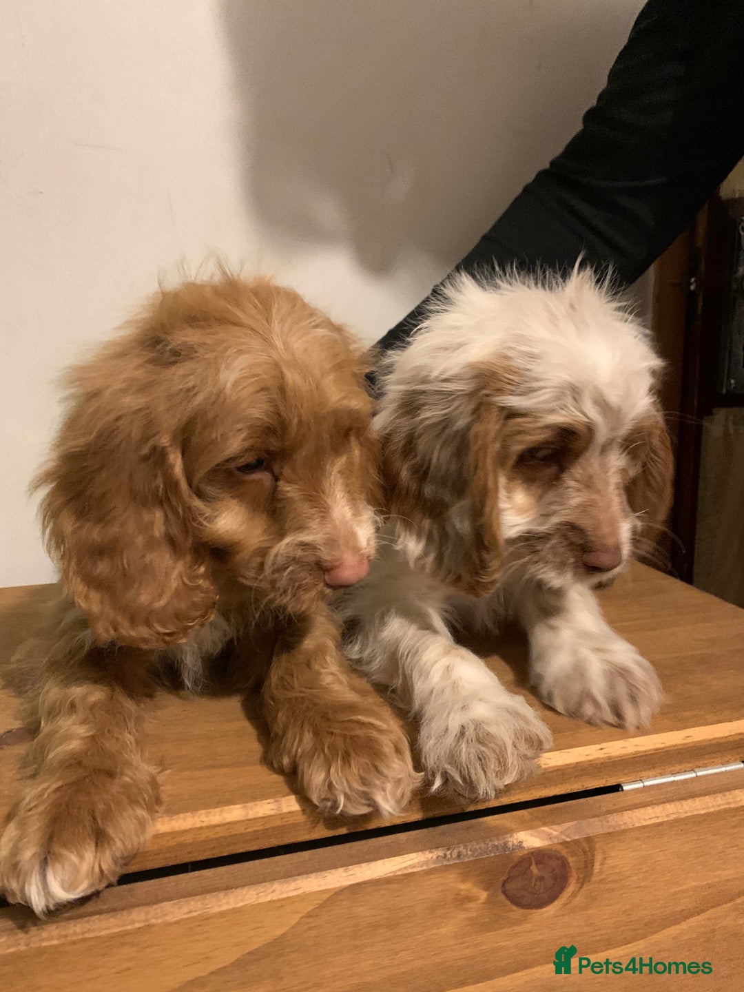 Miniature Cocker Spaniel Puppies for sale Pets4Homes