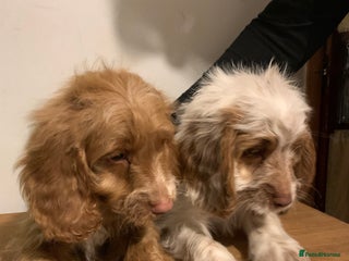 Cockapoo dogs - Advert 1