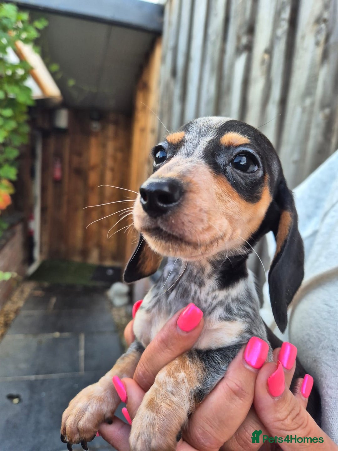 Miniature Dachshund dogs for sale: Miniature smooth dachshund puppies  - Image 6