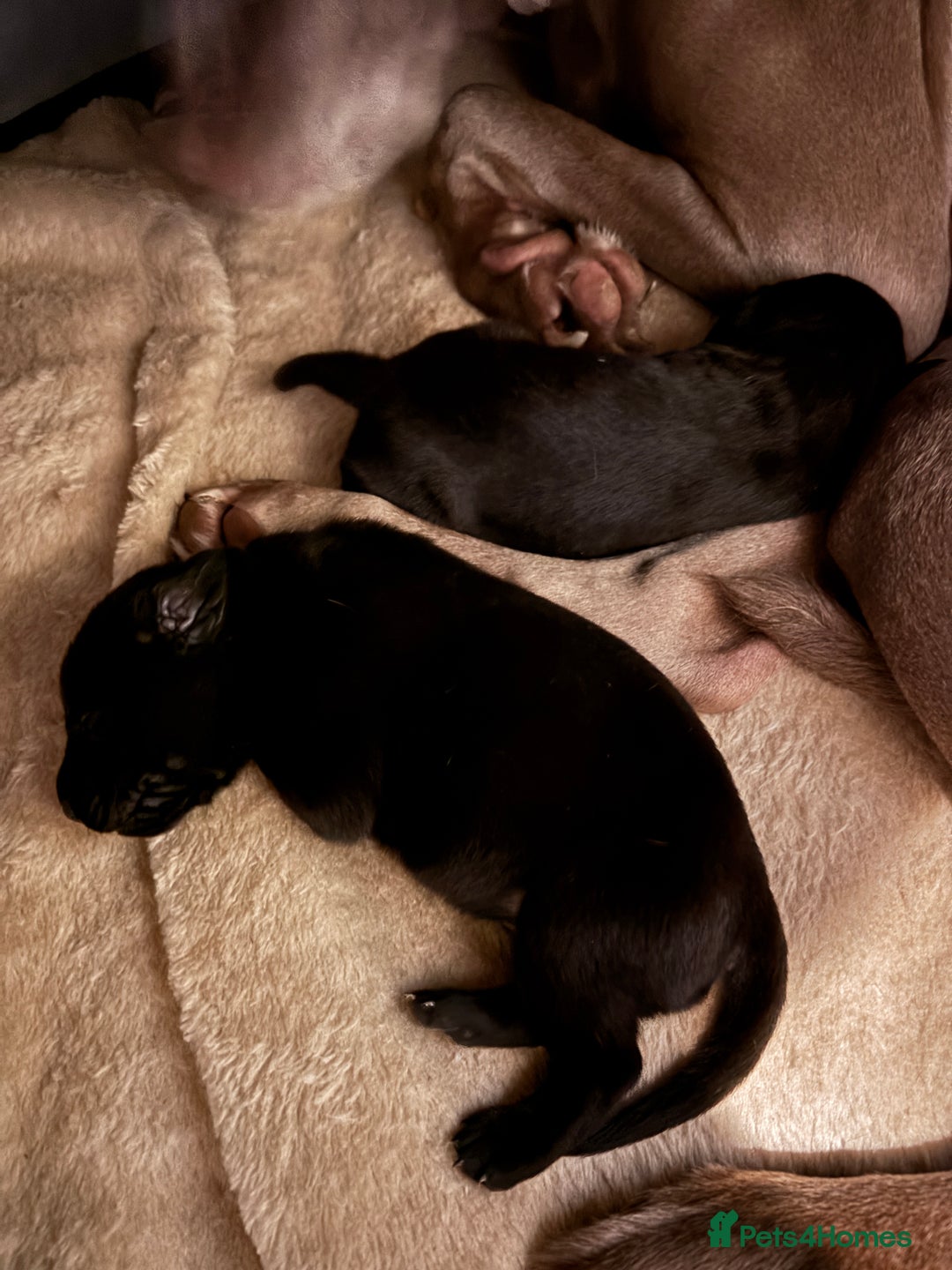Labrador Retriever dogs for sale: Labrador/Weimaraner - 1G 1B - Beautiful Puppies  - Image 7
