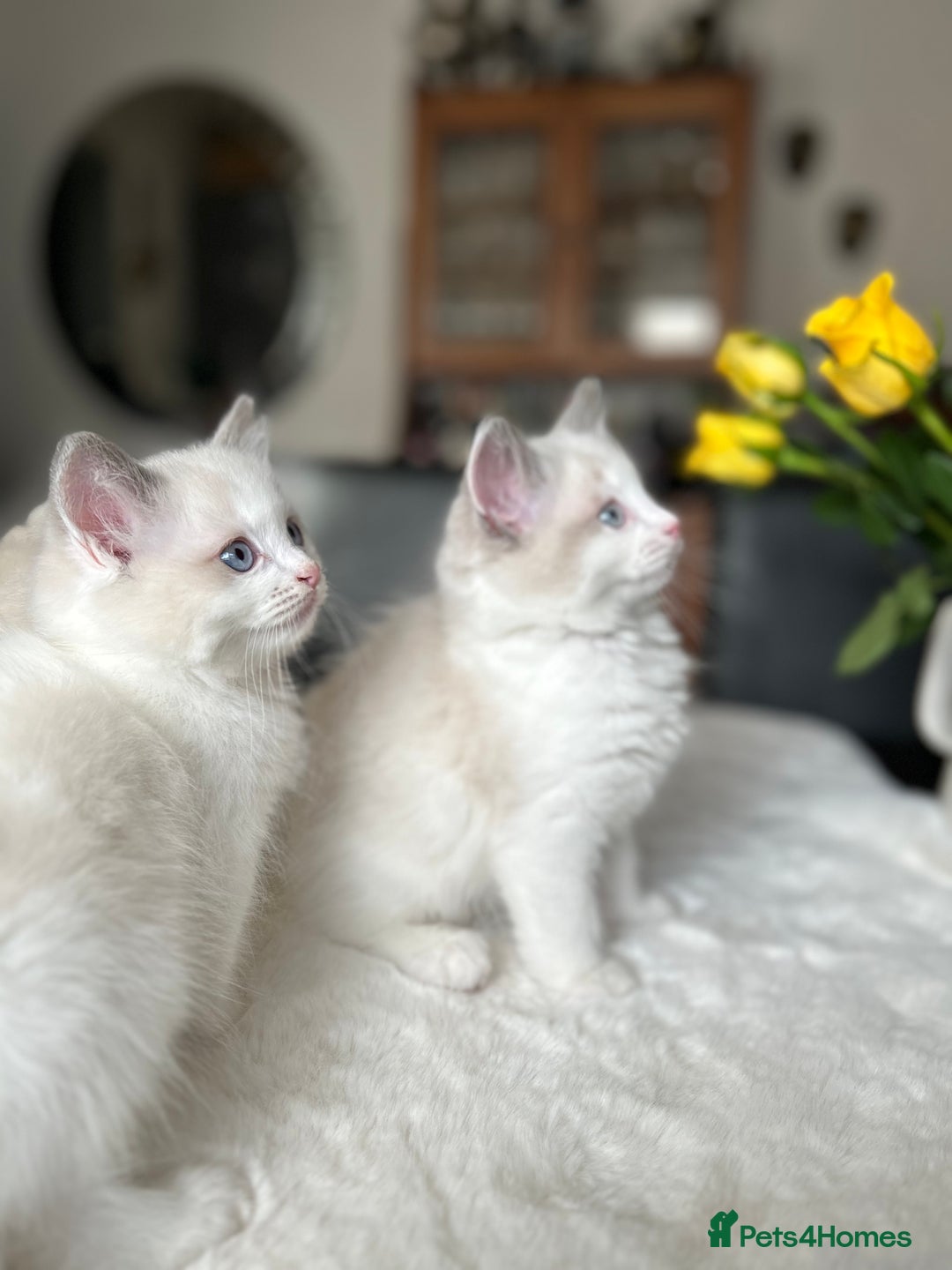 Ragdoll cats for sale: Beautiful two GCCF kittens. Blue Bicolour Ragdolls - Advert 6